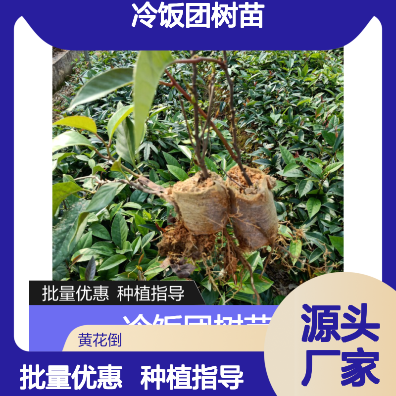 冷饭团树苗 种植专家 批发优选 基地直供 管理规范