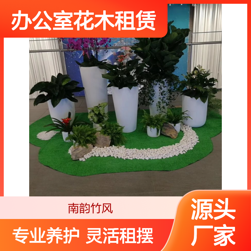 花卉盆栽 后海办公室花木租赁公司 场地绿植布景 新型租摆模式