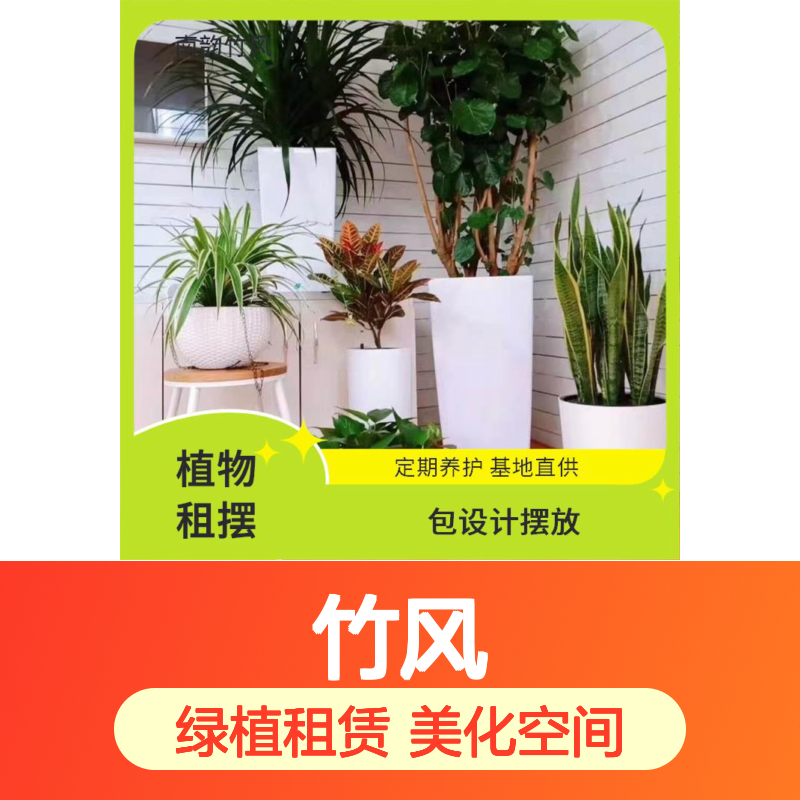 南韵竹风 净化空气 短期绿植租赁 四季常青 品种丰富