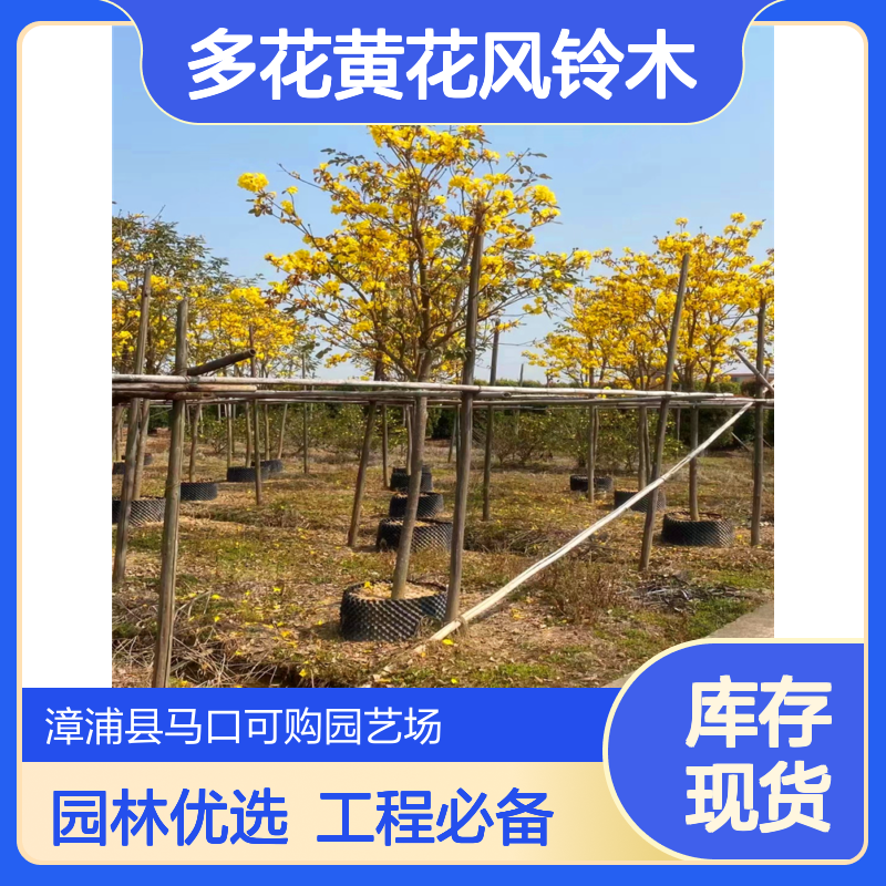 漳 州露地栽培多花黄花风铃木 冠幅100cm胸径30cm 园林工程绿化优选