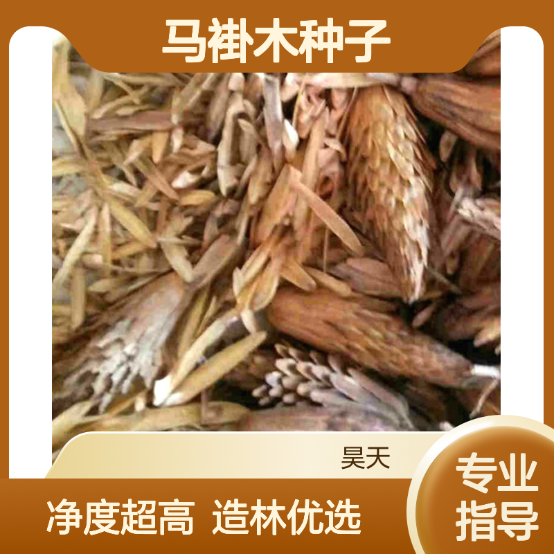 昊天园林 马褂木种子 鹅掌楸种子 干净无杂 98%净度 造林观叶优选