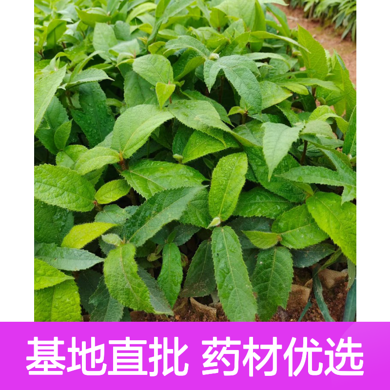 七指毛桃小苗 种植区优选 基地直批 管理简便 生长迅速