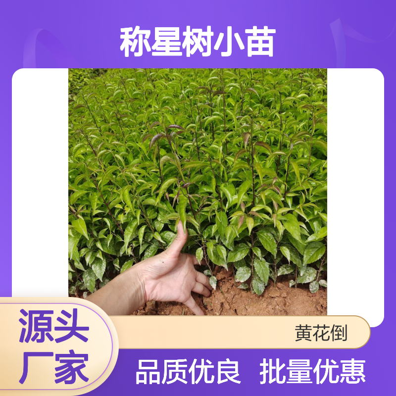 称星树小苗 百亩基地直供 品质保证 园林优选 生长旺盛