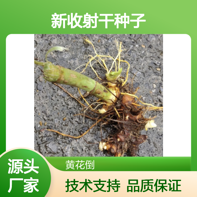 当年新收射干种子 产地一手货源免费技术指导