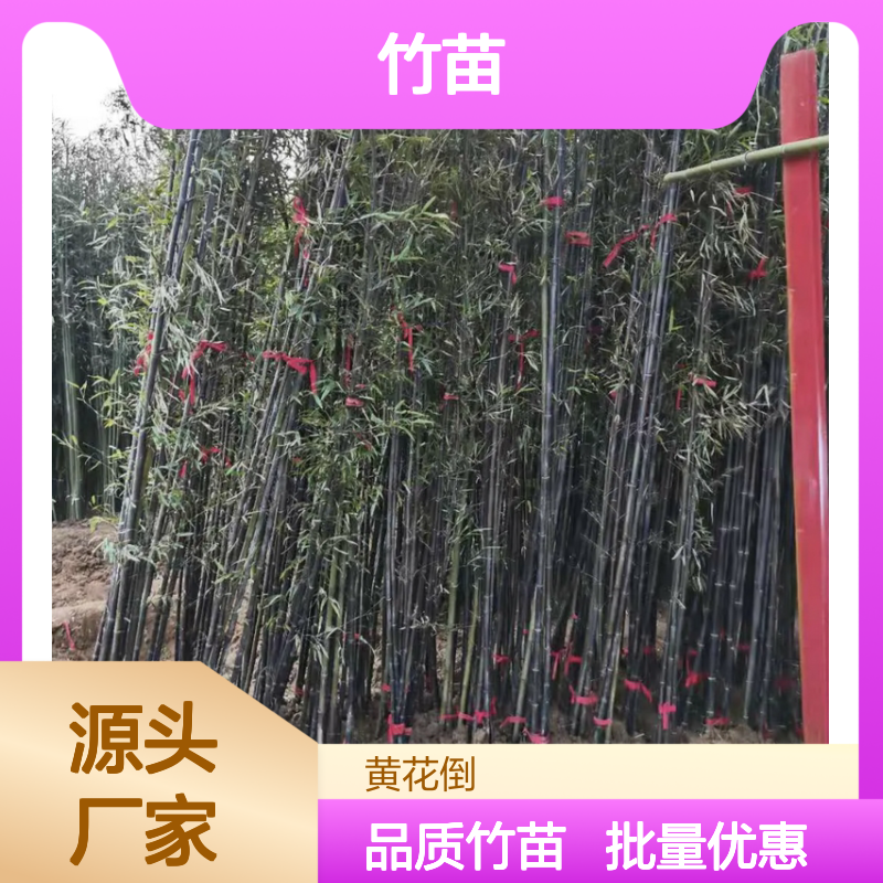 慈孝竹苗 速生草本植物 园林优选 基地直供 绿色健康