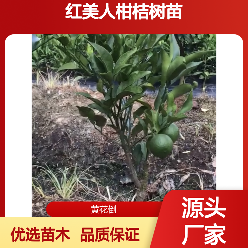 红美人柑桔树苗 优质果树苗木 柔软多汁 连续丰产