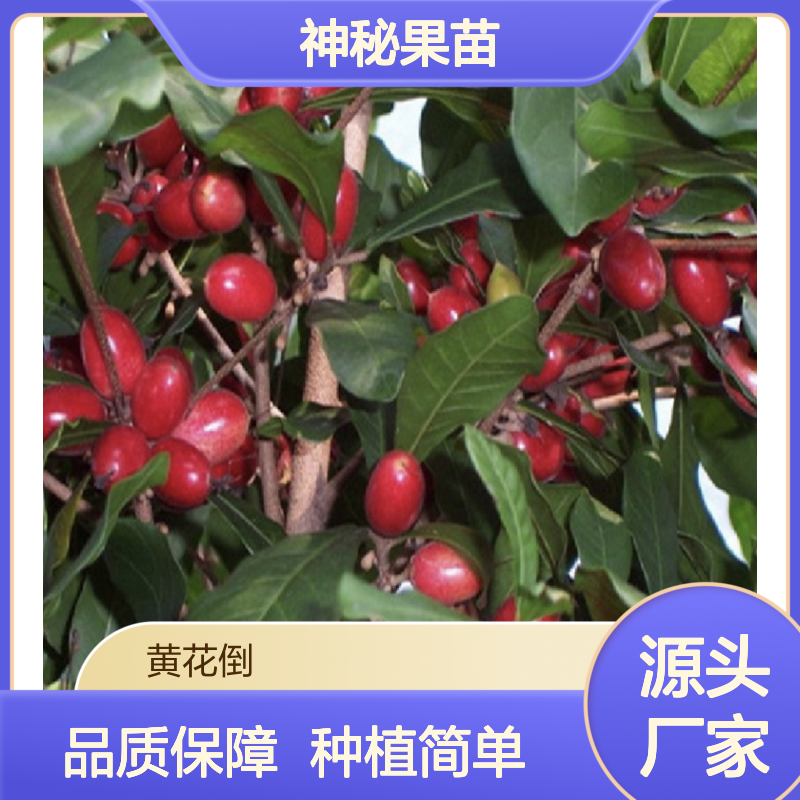 神秘果苗 观赏绿化树种 盆栽地栽皆宜 易于养护