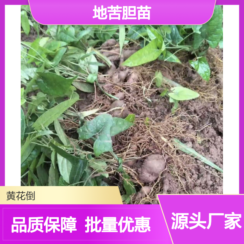 地苦胆苗批发 园林绿化优选品种 生长旺盛 易于成活