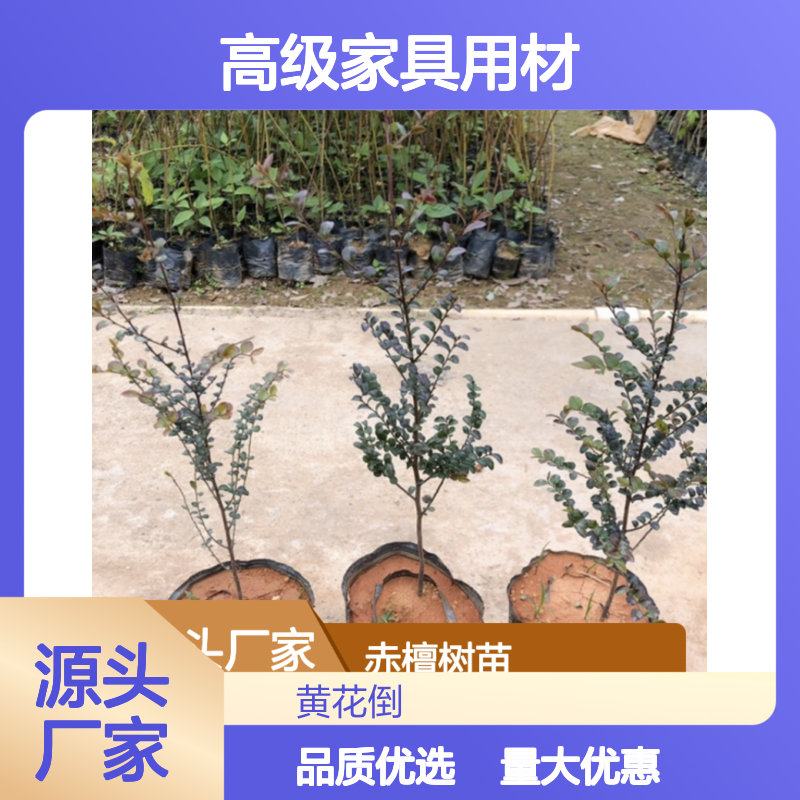 赤檀树苗批发 珍稀树种高级家具用材 抗虫防腐