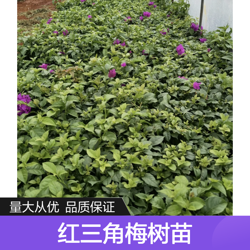 红三角梅树苗 批发供应 园林优选 花色艳丽 生长旺盛