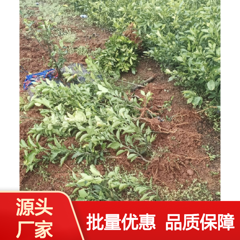 代代花苗 批发基地直供 优质佛手花 抗病力强 多次抽梢