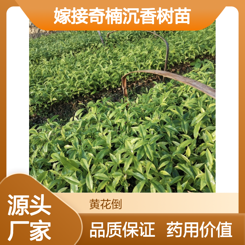 奇楠沉香树苗 乔木类常绿优选 药材珍贵 经济价高