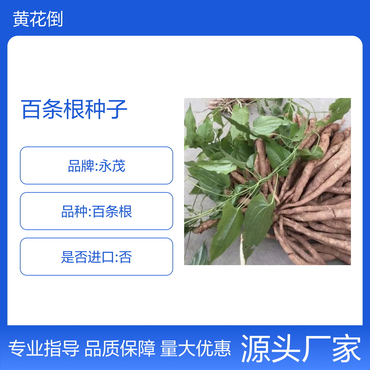 当年新采百条根种子 园林植物常绿灌木 技术指导