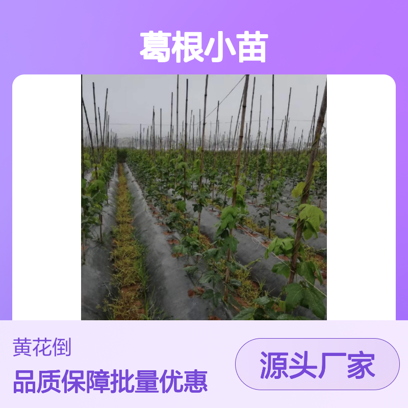 葛根小苗 百亩种植主产区直供 粗壮藤本 适应性强