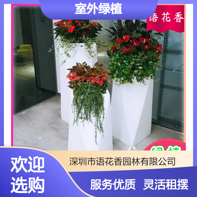 语花香花卉 室外绿植盆栽租赁 办公室绿化造景 免费上门养护
