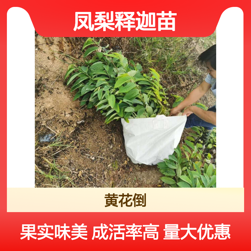 凤梨释迦苗 优质果树苗木 成活率高 易于管理 适应性强