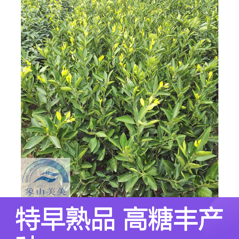 正宗由良柑橘苗 特早熟柑橘新品种 果实高糖丰产 50株起批