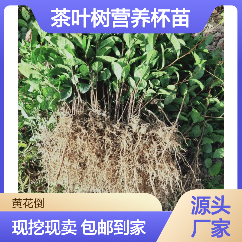 现挖现卖茶叶树营养杯苗 送货上门包邮欢迎来电洽谈经验分享