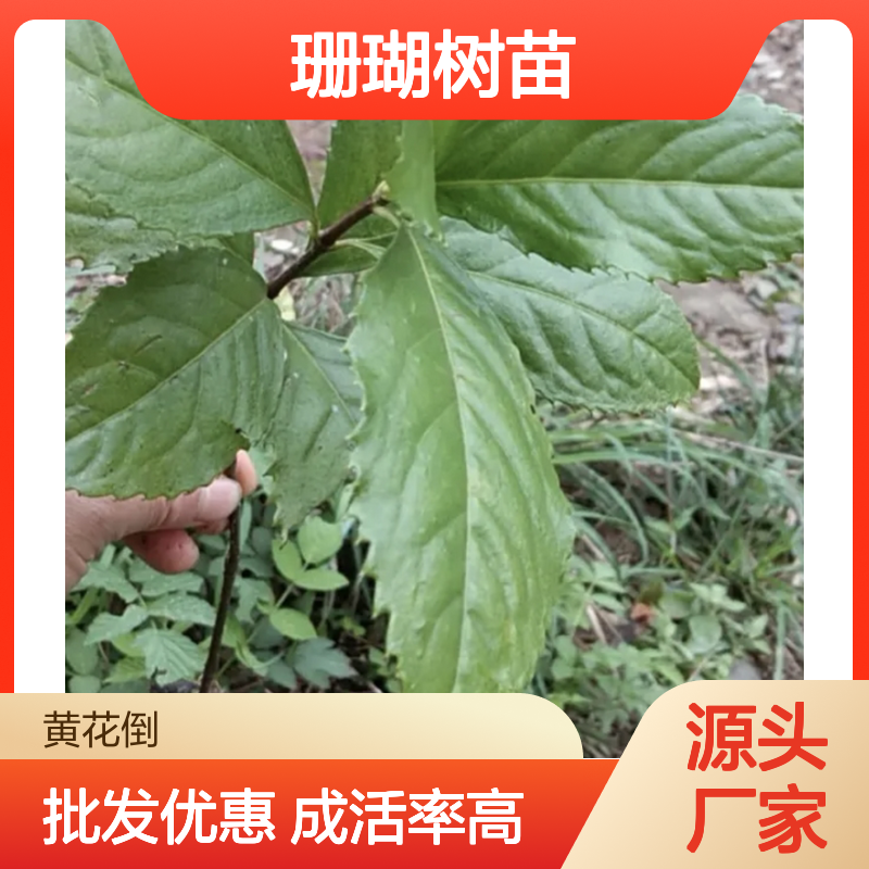 草珊瑚树苗 批发基地直供 扦插繁殖易成活 观赏性强
