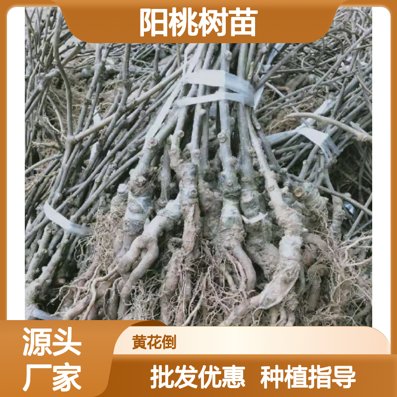 优质阳桃树苗 批发供应 果园直供 生长健壮 无病虫害