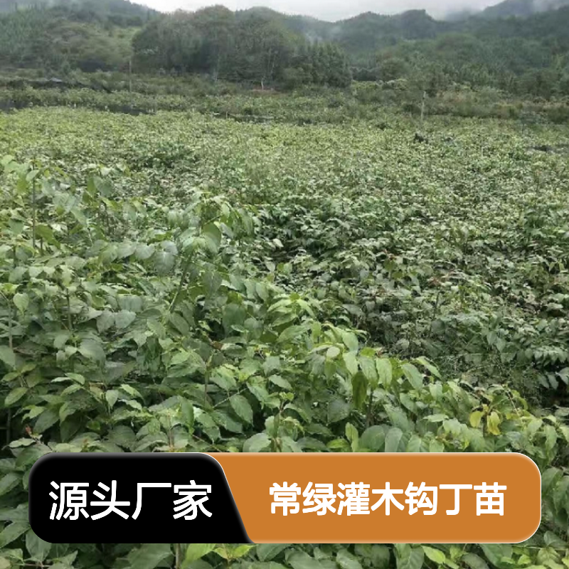 常绿灌木钩丁苗 园林绿化优选品种 生长迅速 环境适应强