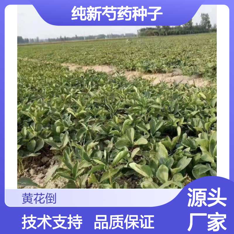 当年纯新芍药种子 盆栽观赏型花卉种子 免费指导