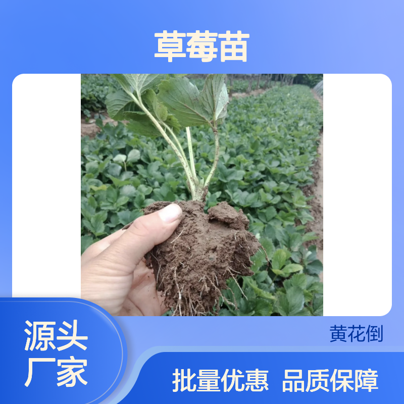 草莓苗基地直发 高效栽培品种 产量丰富 抗病性强