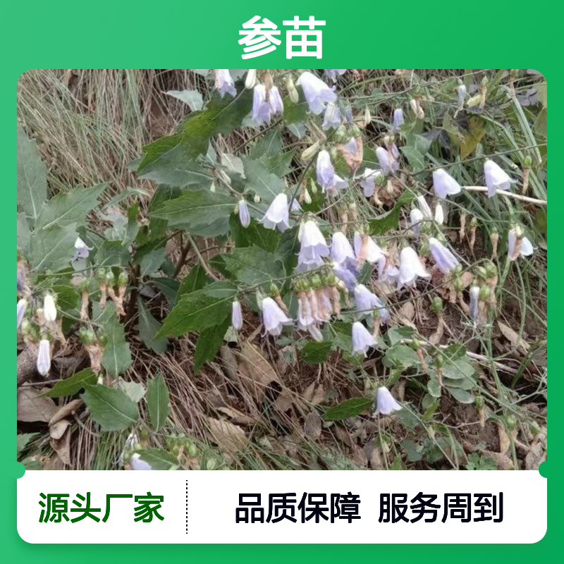 北沙参苗 产地一手货源 免费种植技术 管理简便