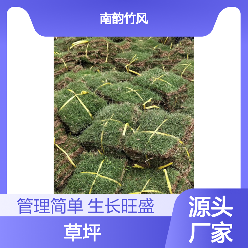 大叶油草 草坪种植与维护 专业技术 生长旺盛 管理简单