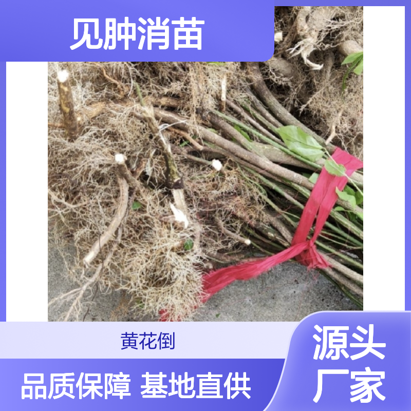 见肿消苗基地直供 园林绿化专用 生长迅速 易于扦插