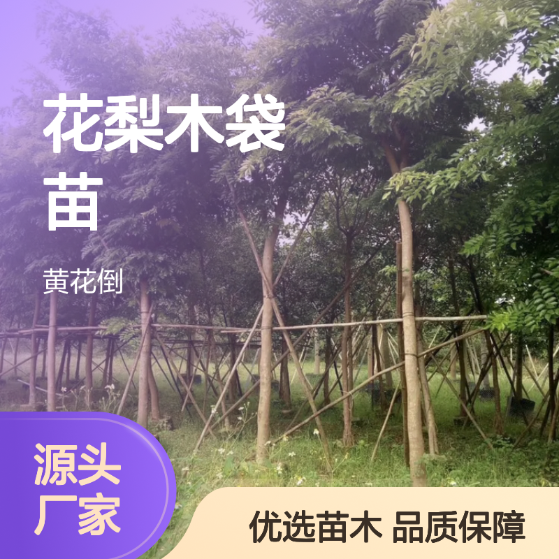 精选花梨木袋苗 园林种植优选 纹理细密 不易变形