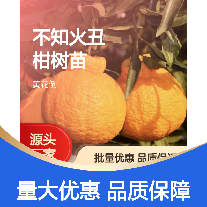 精选不知火丑柑树苗 批量优惠 品质技术双保障