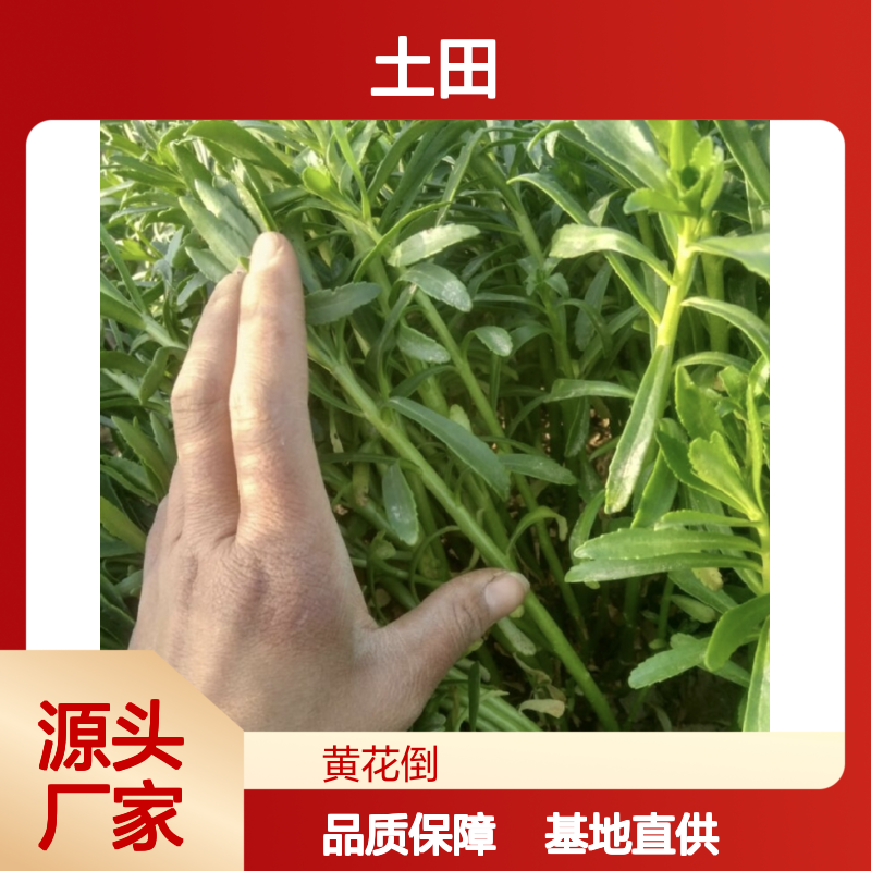 土田七苗 多年生草本园林植物 抗涝耐旱 叶片肥厚