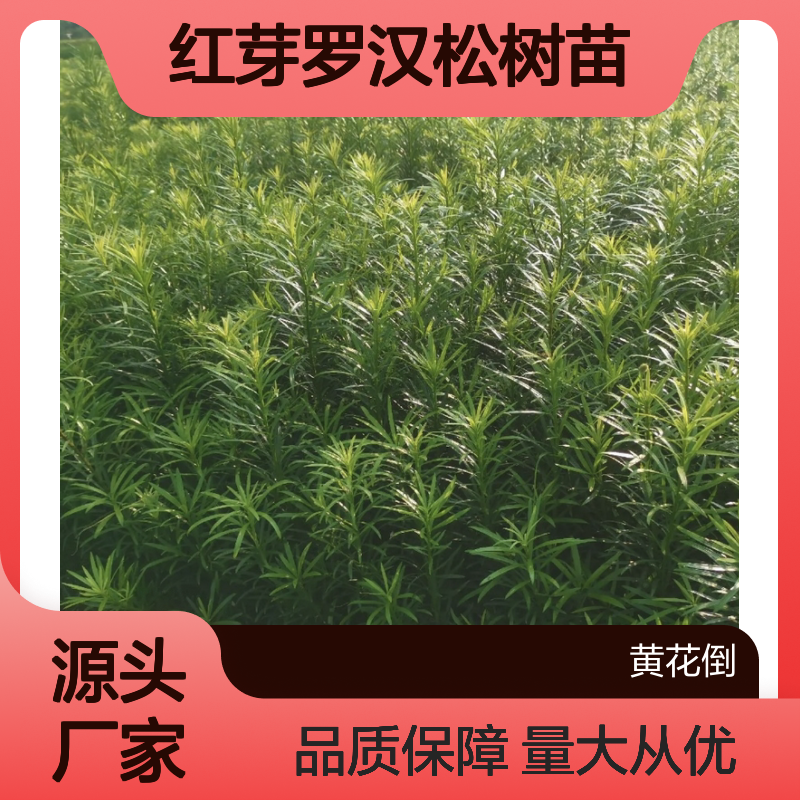 紫真趣红芽罗汉松树苗 园林常绿乔木 适应性强