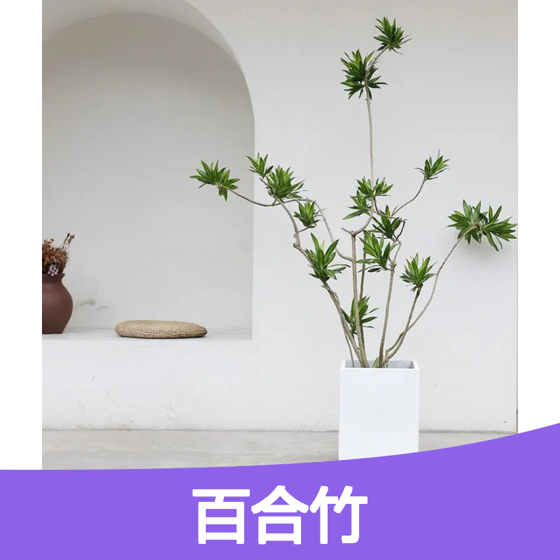 百合竹盆栽 室内观叶绿植 阳台客厅优选 生长迅速