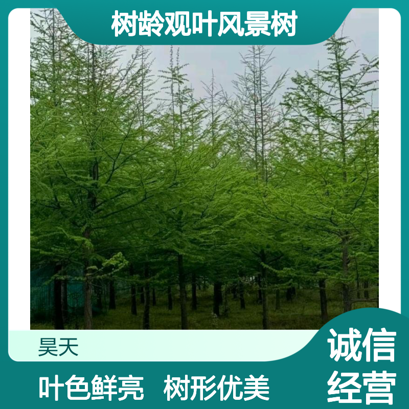昊天园林米径8-15公分金钱松苗木 10年树龄观叶风景树落叶性绿植