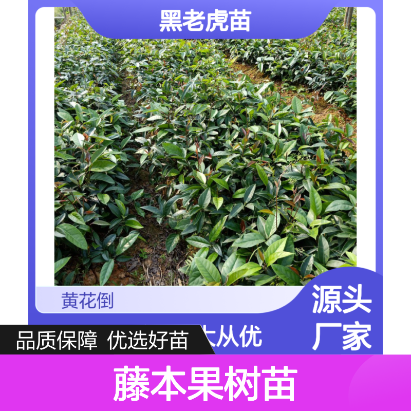 黑老虎苗批发 藤本果树苗 园艺优选 易于管理 生长旺盛