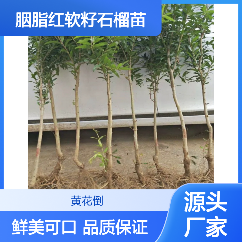 胭脂红软籽石榴苗 饱满鲜艳 高甜度 皮薄汁多 无核无渣