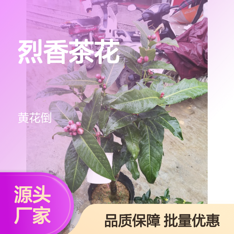 烈香茶花树苗 批发高插盆栽地栽 品种纯正 生长旺盛