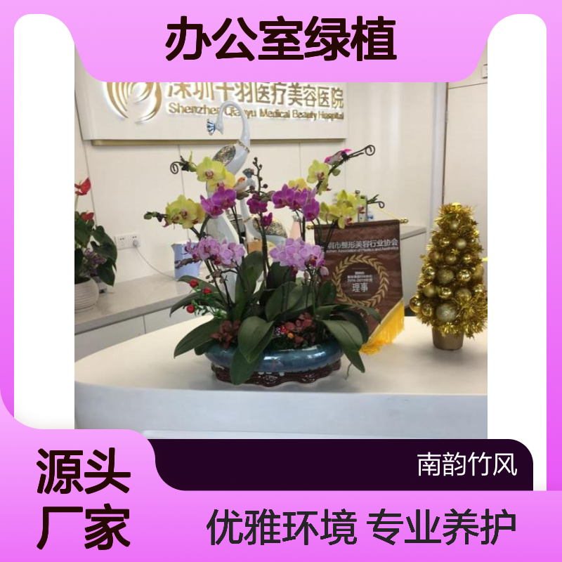 办公室绿植租摆服务 营造优雅办公环境 专业养护