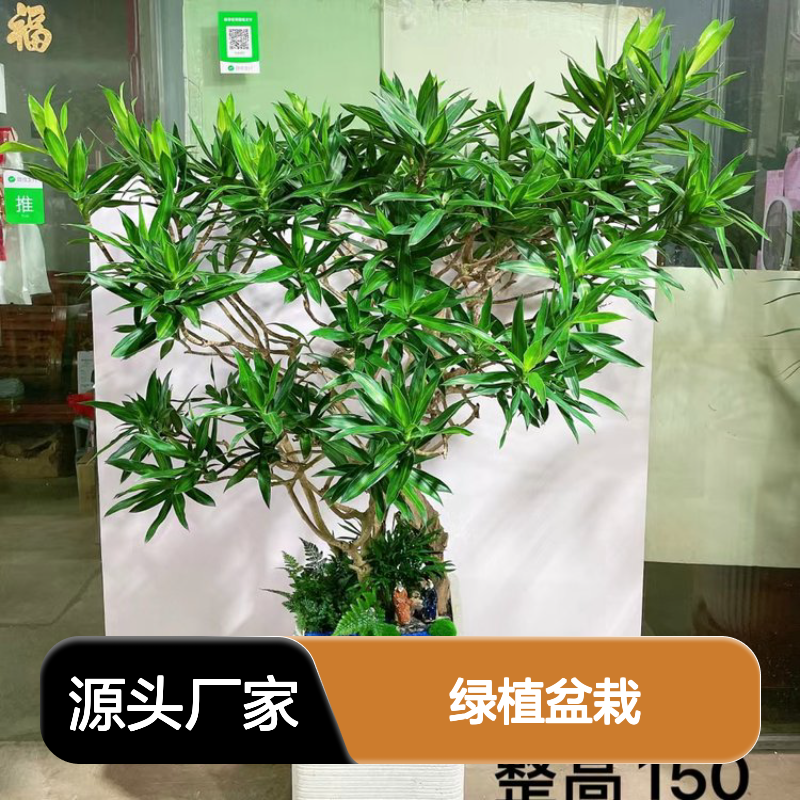 南韵竹风 绿植盆栽租赁 服务周全 品种多样 成活率高