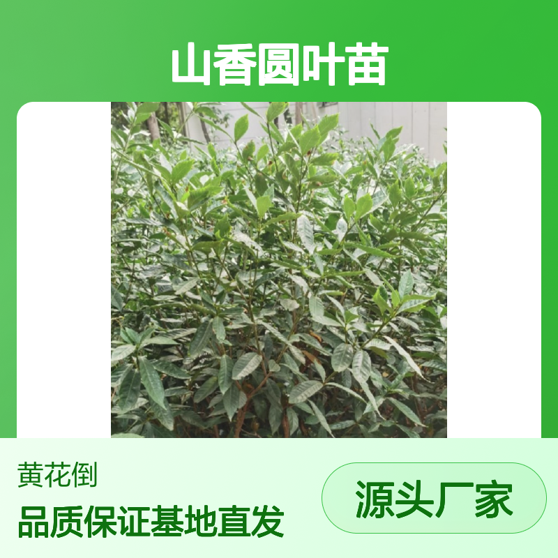 常年基地供应山香圆叶苗 基地直发包教种植管理技术品质纯正可票