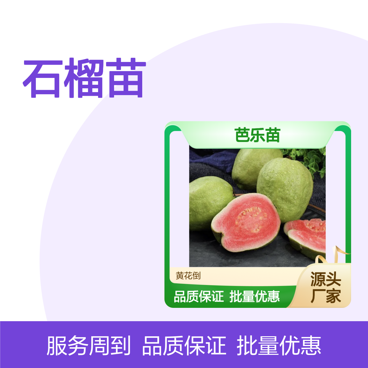 芭乐苗批发 番石榴苗 园林植物优选 甘甜多汁 营养丰富