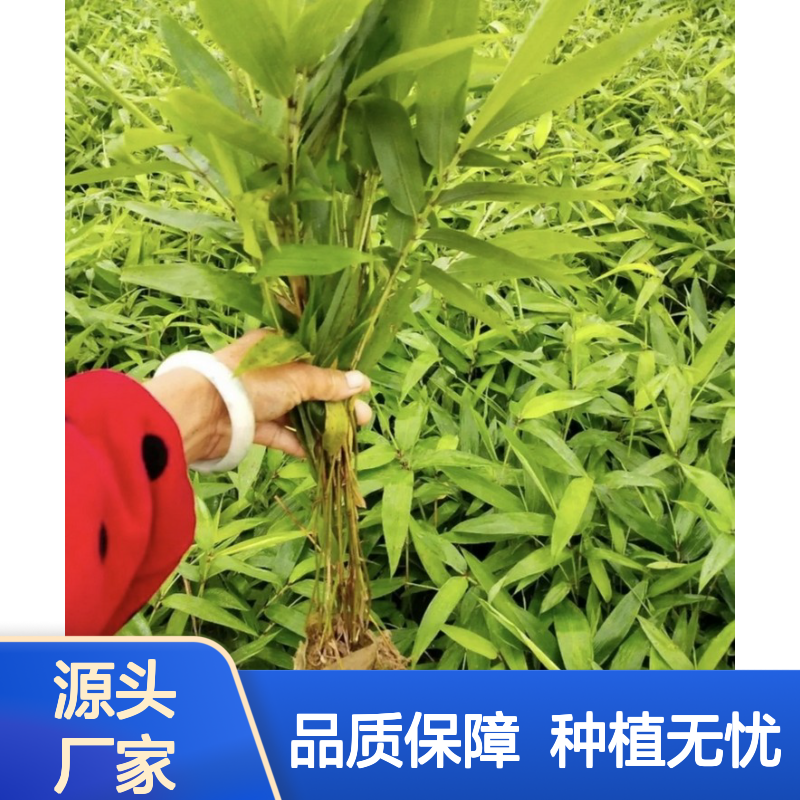 观音竹种子 新鲜直发 附种植指南 成活率高 适应性强