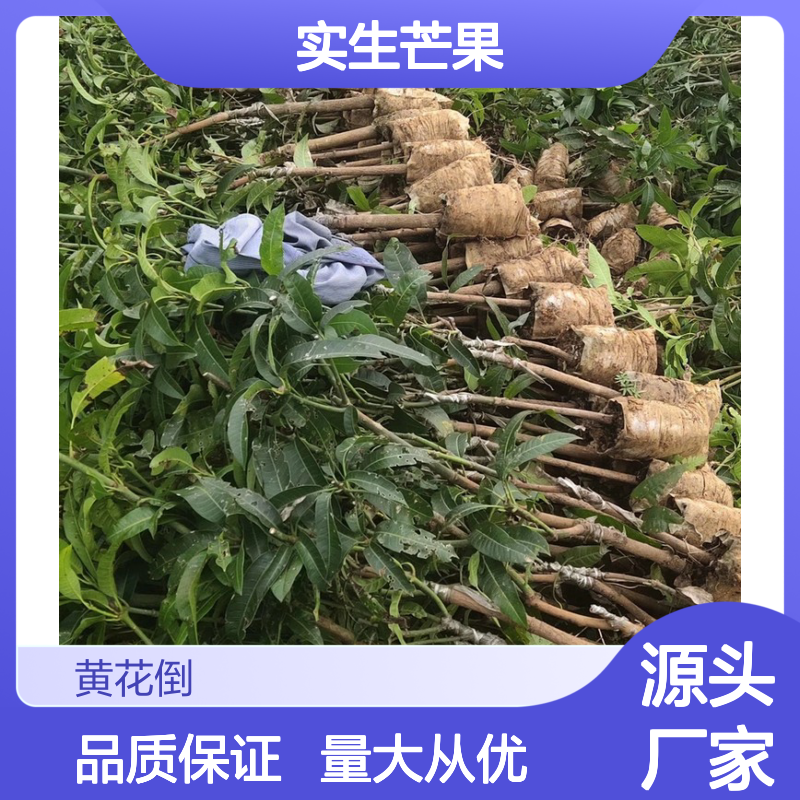 实生芒果直生树苗 一手货源 成活率高 味甜芳香