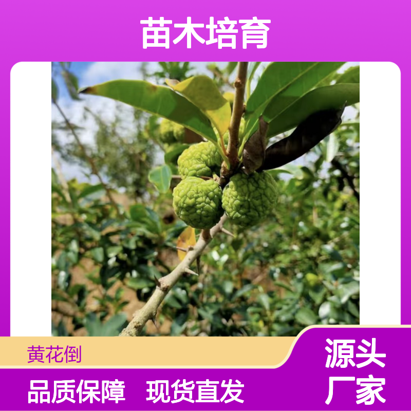 当天起苗 隈支树苗 苗木培育合作社直供 品质优良