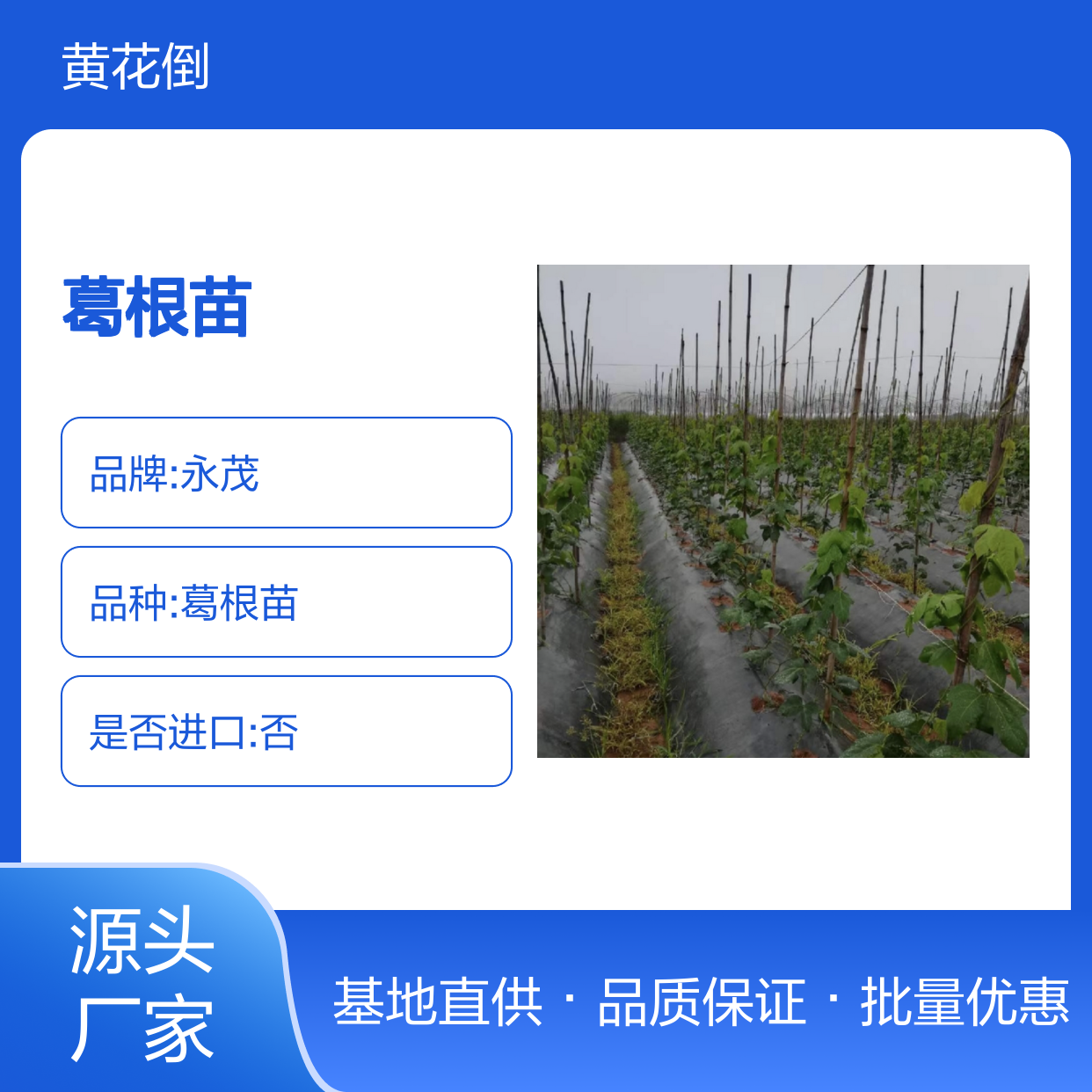 精选葛根苗 基地直供 批发优选 生长旺盛 适应性强