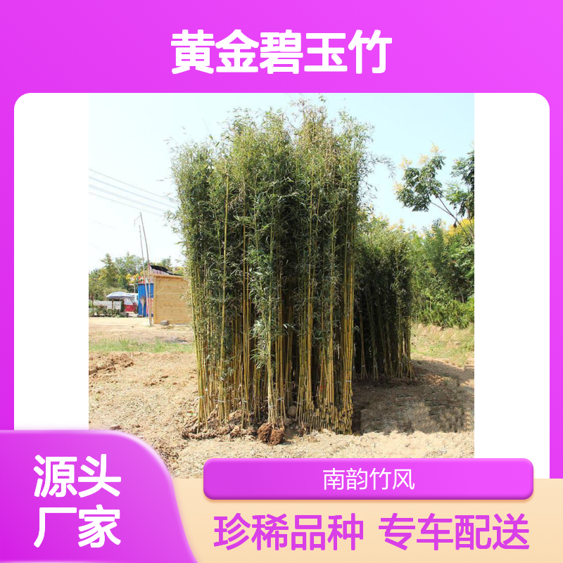 黄金碧玉竹 机场文竹种植 园林景观优选 环保材料
