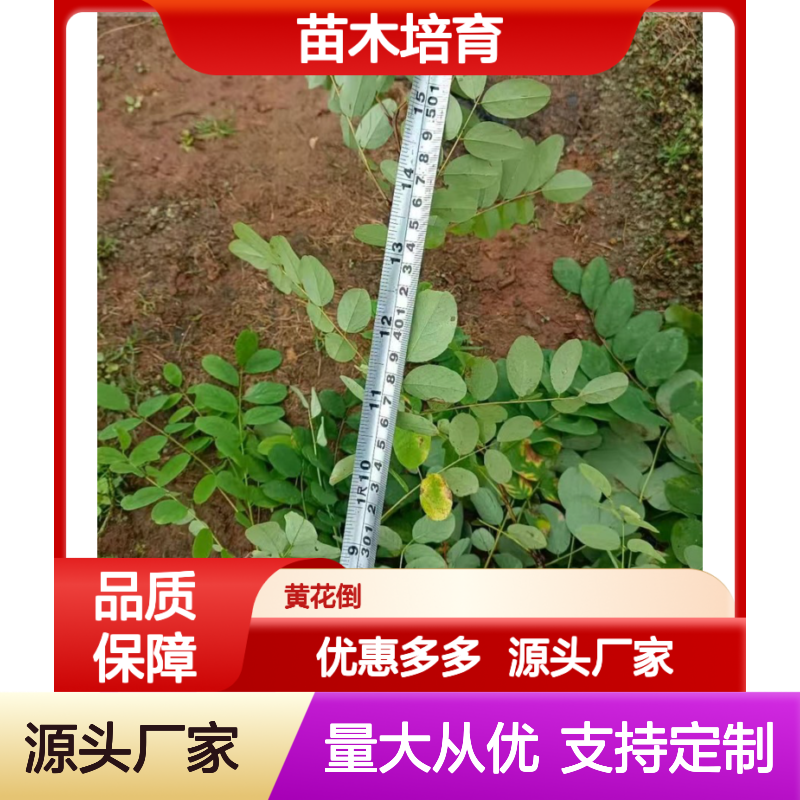 精 生长迅速 品质优良 防风固沙 专业培育 性价比高