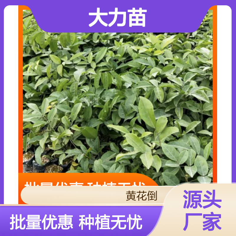 精选牛大力苗 批发供应 种植指导 科学管理 丰收保障
